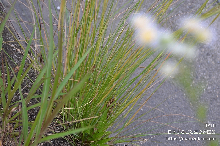 シナダレスズメガヤ