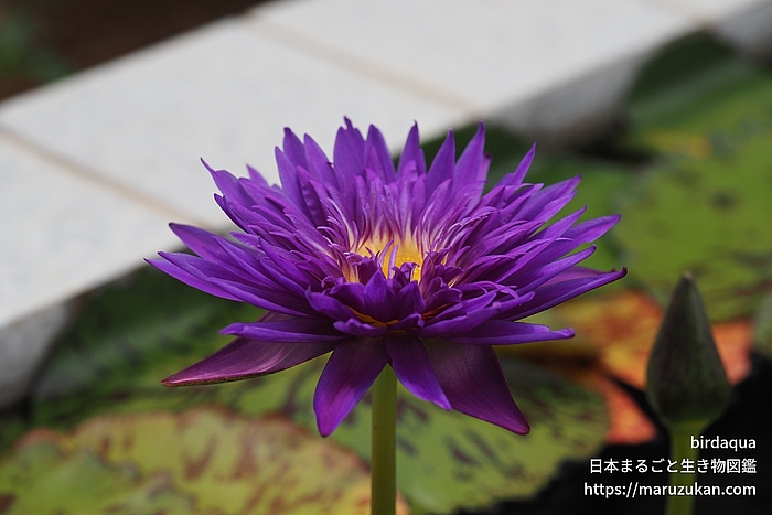 プラムクレイジー