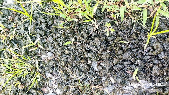 イシクラゲ