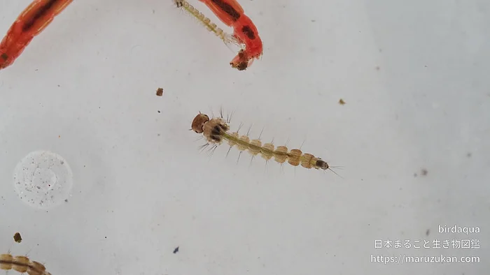 ヒトスジシマカの写真