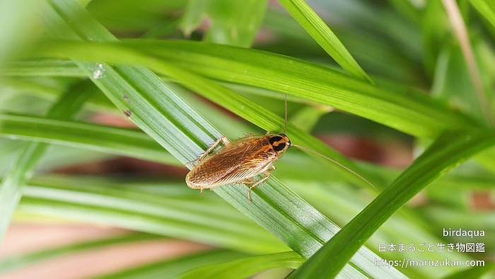 モリチャバネゴキブリ