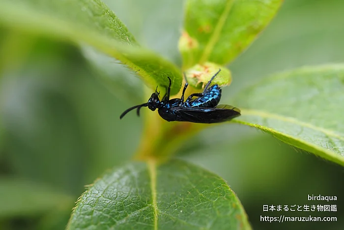 ルリチュウレンジ（成虫）の写真