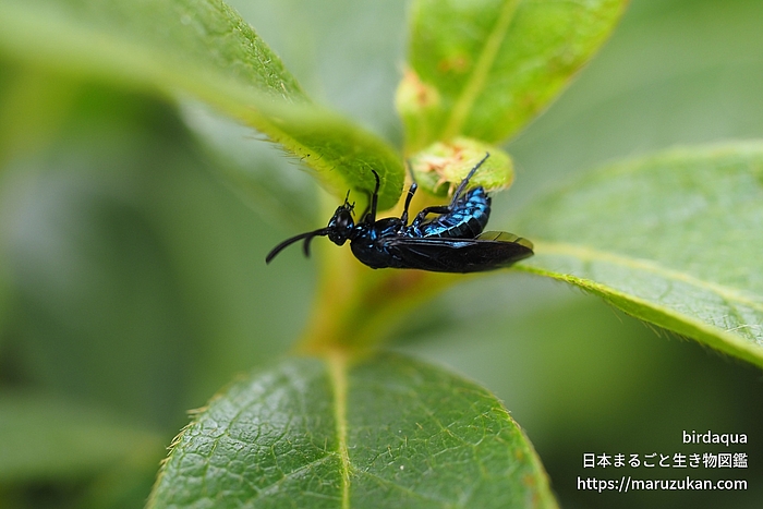 ルリチュウレンジ