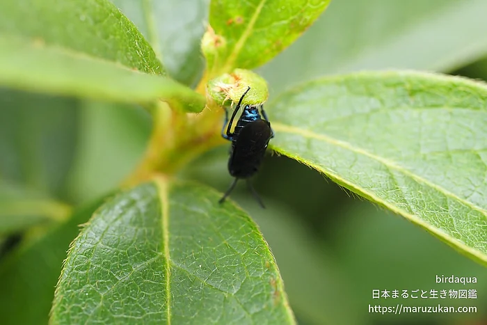 ルリチュウレンジ（成虫）の写真