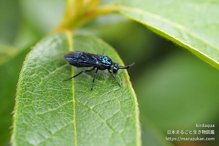 ルリチュウレンジ（成虫）の写真