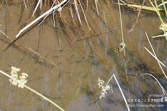 ヌマムツ
