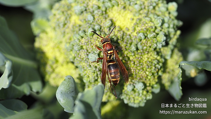 コアシナガバチ