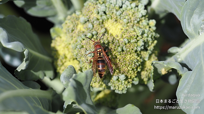 コアシナガバチ