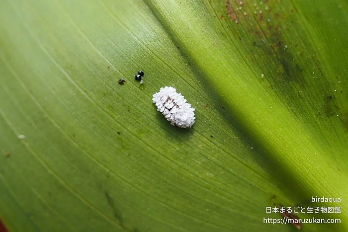 クロヘリヒメテントウの写真