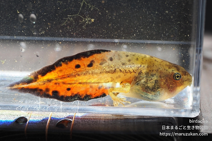 ニホンアマガエル