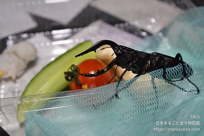 ノコギリクワガタ