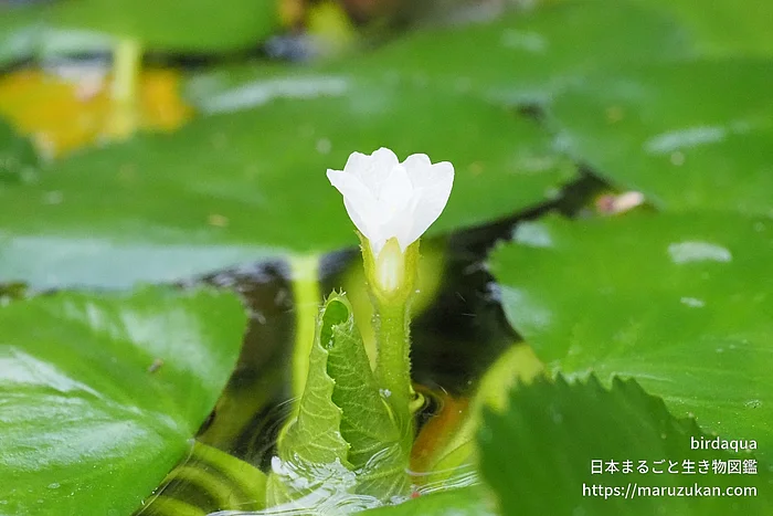 ヒシ（花）の写真