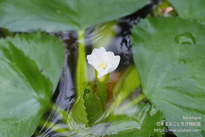 ヒシ（花）の写真