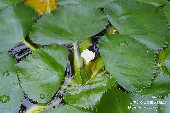 ヒシ（花）の写真