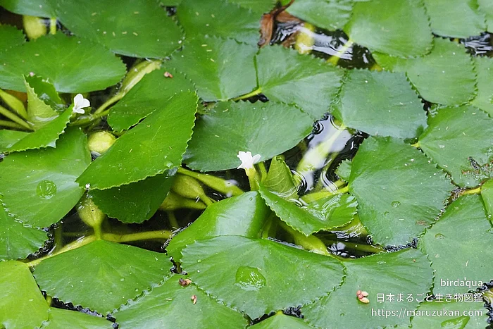 ヒシ（花）の写真