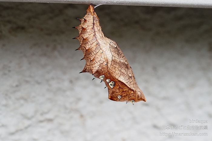ツマグロヒョウモン
