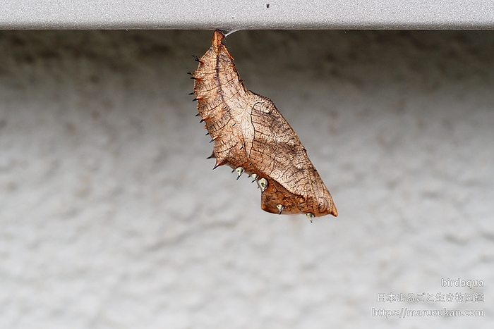 ツマグロヒョウモン
