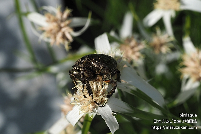 シロテンハナムグリ