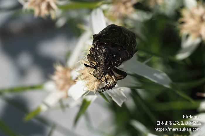 シロテンハナムグリ