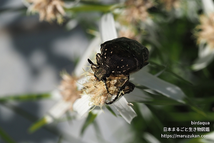 シロテンハナムグリ
