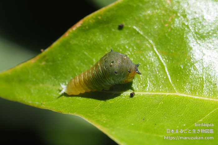 アオスジアゲハ