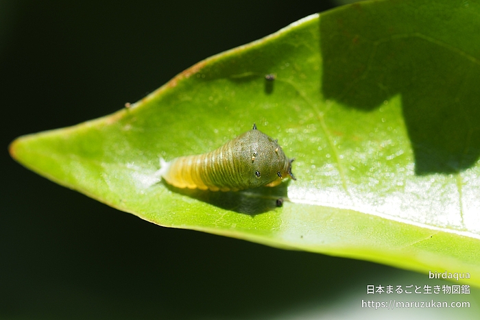 アオスジアゲハ