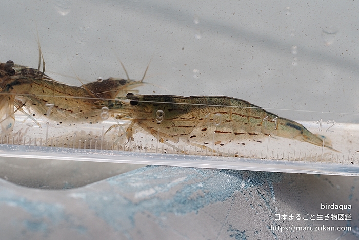 ヤマトヌマエビ