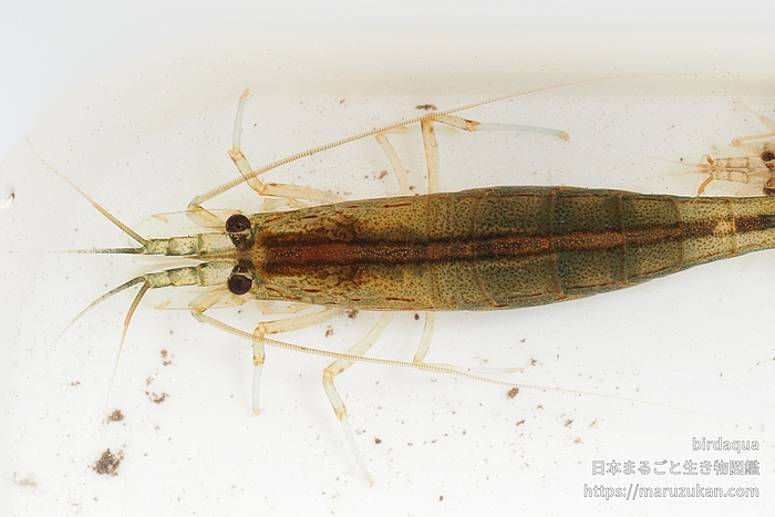 ヤマトヌマエビ
