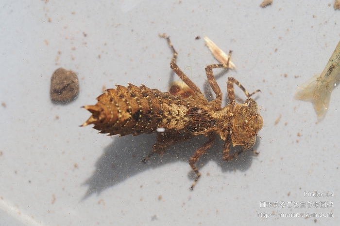 コシボソヤンマ