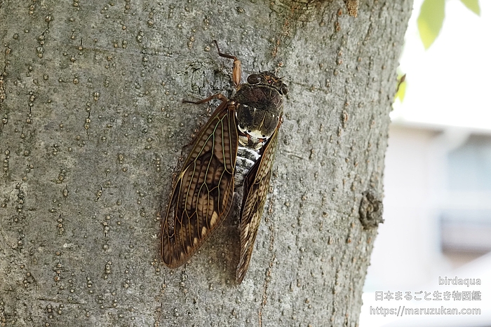 アブラゼミ
