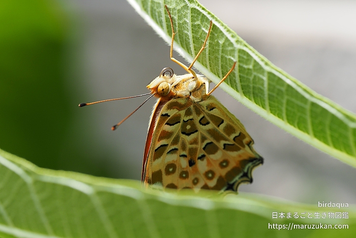 ツマグロヒョウモン