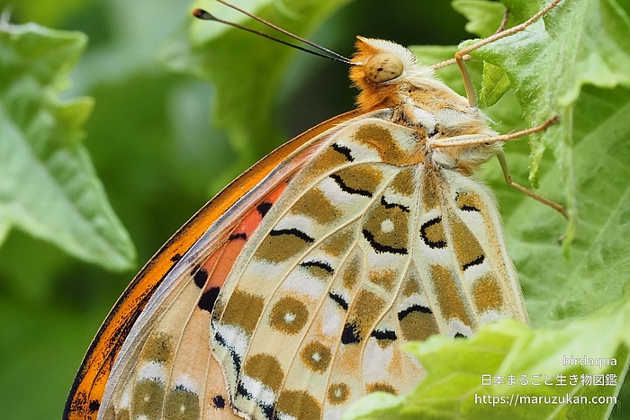 ツマグロヒョウモン