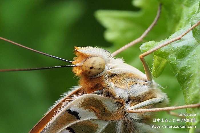 ツマグロヒョウモン
