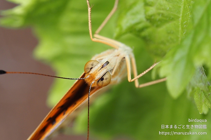 ツマグロヒョウモン