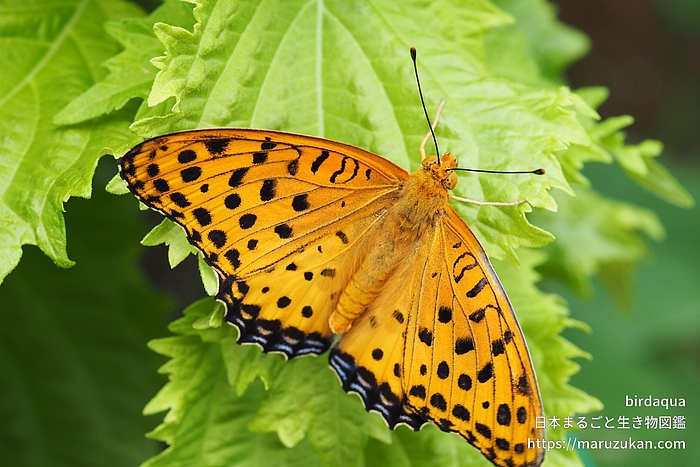 ツマグロヒョウモン