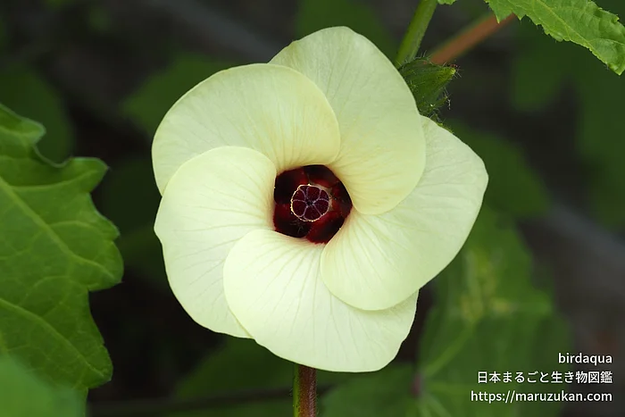 オクラ（花）の写真