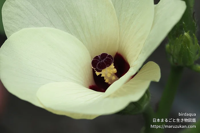 オクラ（花）の写真