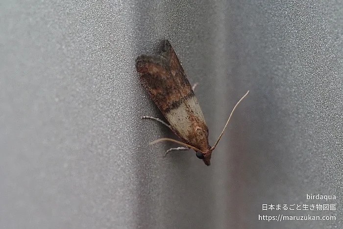 ノシメマダラメイガ（成虫）の写真