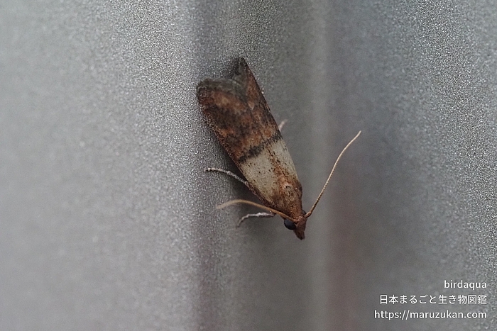 ノシメマダラメイガ