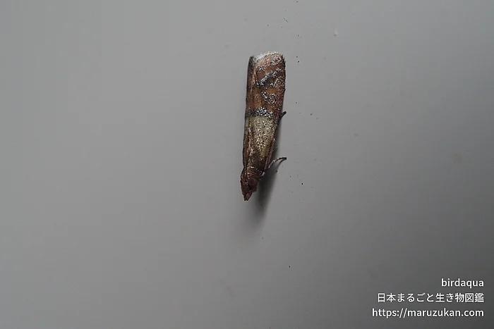 ノシメマダラメイガ（成虫）の写真