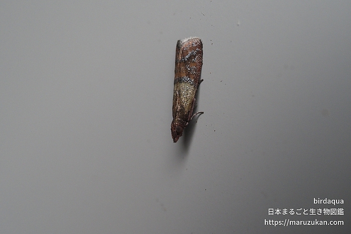 ノシメマダラメイガ