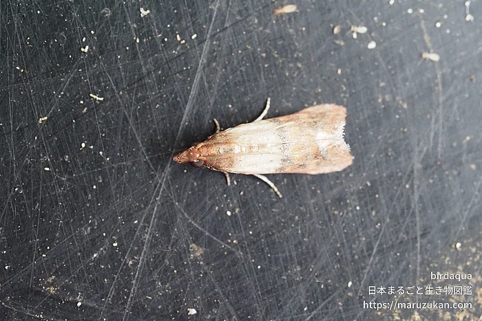 ノシメマダラメイガ（成虫）の写真