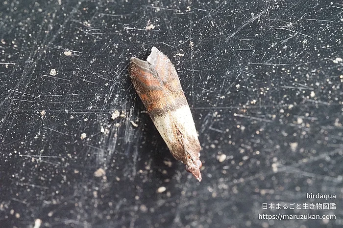 ノシメマダラメイガ（成虫）の写真