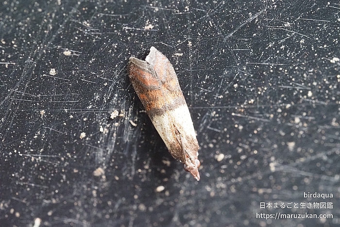 ノシメマダラメイガ