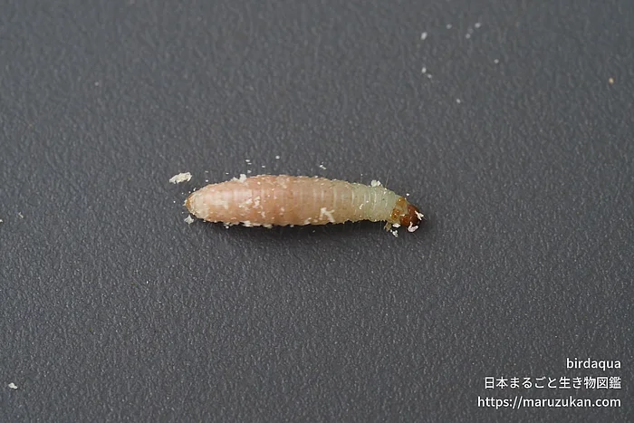 ノシメマダラメイガ（幼虫）の写真