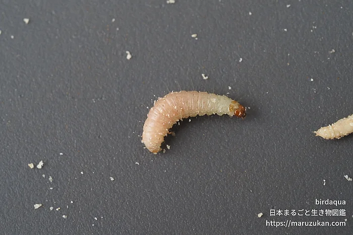 ノシメマダラメイガ（幼虫）の写真
