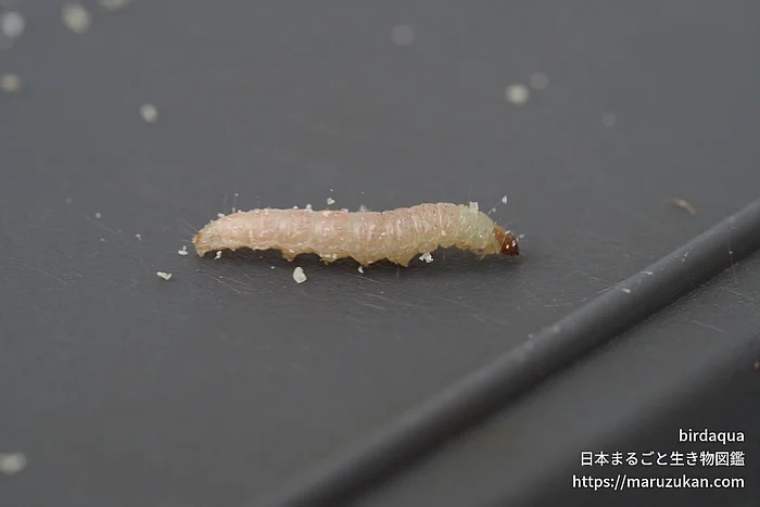 ノシメマダラメイガ（幼虫）の写真