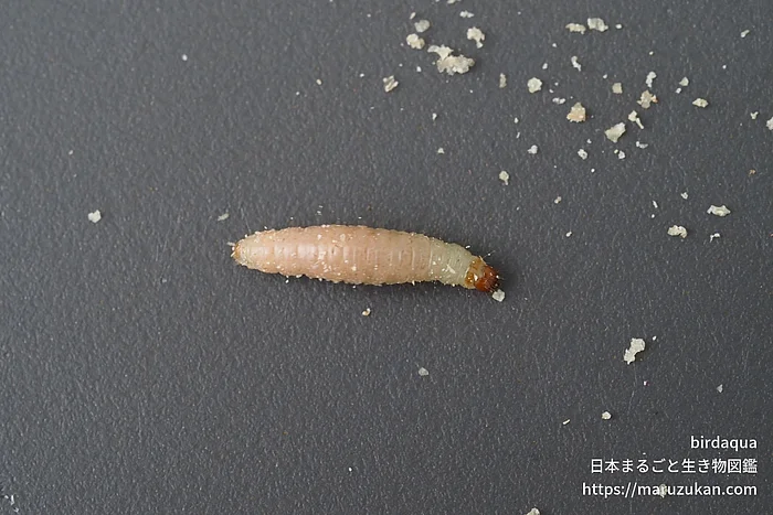 ノシメマダラメイガ（幼虫）の写真