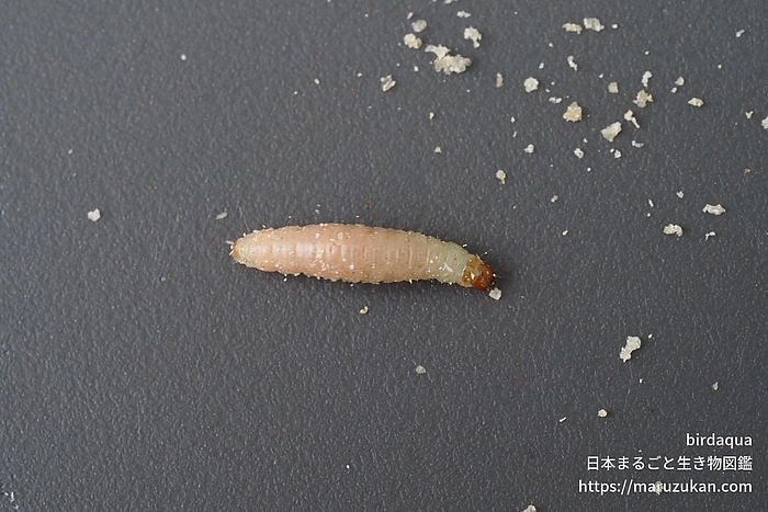 ノシメマダラメイガ