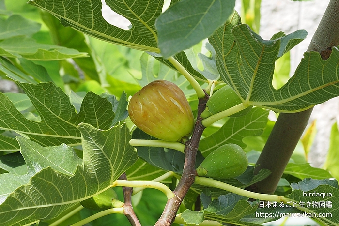 イチジク